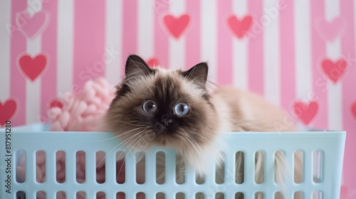 A cute Himalayan kitten is sitting in a laundry basket. The kitten has blue eyes and a fluffy tail.