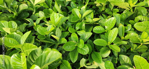 Cape Jasmine is a small shrub with dark green leaves and fragrant white flowers. Gardenia jasmine leaves are oval or lance-shaped with pointed tips and shiny green leaves. Green leaf background. 