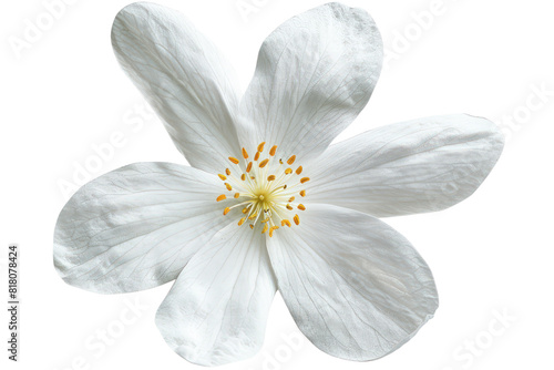 A delicate white jasmine flower with soft petals blooms in isolation