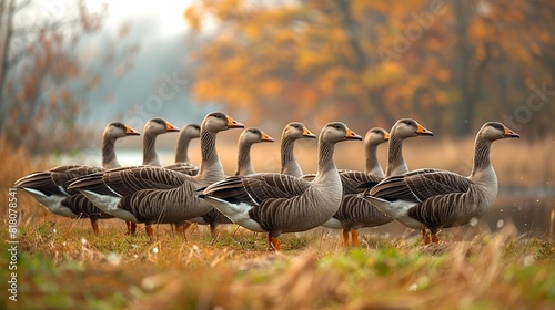 A flock of geese waddling through a grassy field near a pond.
