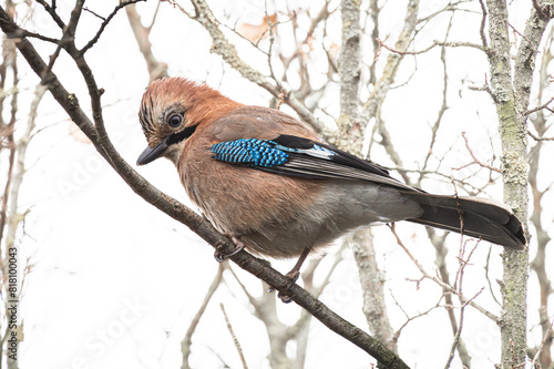 Sójka, sójka żołędziówka (Garrulus glandarius) – gatunek średniej wielkości ptaka z rodziny krukowatych (Corvidae)