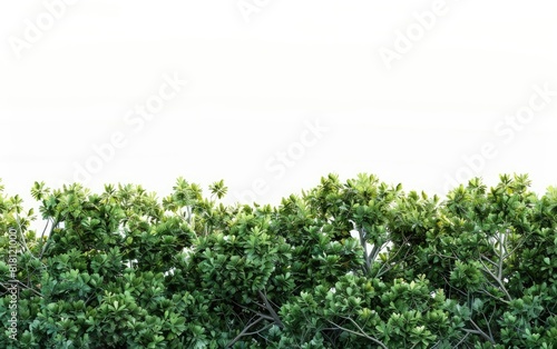 Lush green treetops isolated against a clear white background.