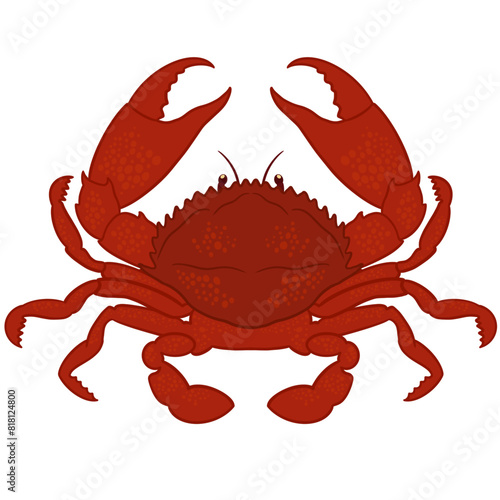 Red Crab Illustration