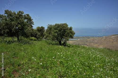 Blick über Olivenbäume und blühende Wiesen im Norden Jordanien bei Umm Quias auf den See Genezareth in Israel.