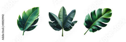 Set of three Tropical green banana tree leaf, isolated over on transparent white background