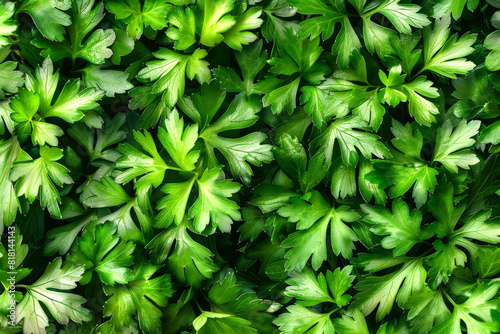 Herbs background top view green fresh parsley leaves. Vegetarian menu, vegan store catalogue, vegan presentation, flat lay style. Healthy detox vitamin texture, vegetarian food close up, copy space.