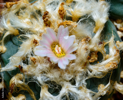 Lophophora williamsii - cactus blooming with a pink flower in the spring collection