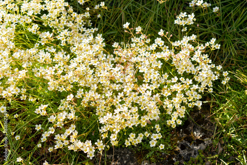 Saxifraga Tombeanensis plant in Saint Gallen in Switzerland