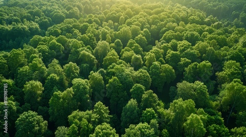  A sizable grove of trees, sunlit amidst the forest