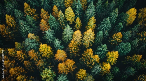  A bird's-eye perspective of a grove of trees with intermixed yellow and green canopies