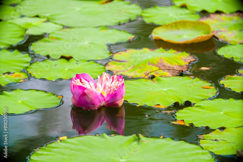 Lotus pond. Water lily close up. Sacred lotus flower in Buddhism. Calmness and tranquility. Spa treatments, yoga, meditation. Tropical nature.