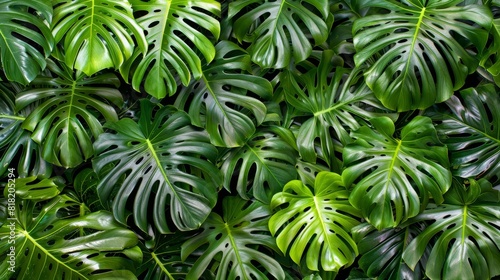  A close-up of a green leafy plant with white and black striped leaves and green and white striped margins