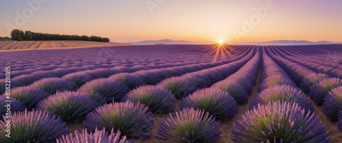 Rows of lavender stretch towards the horizon under a captivating sunset sky in a peaceful, aromatic countryside.
