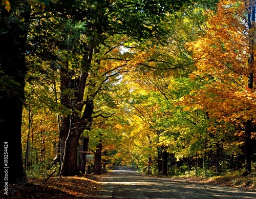 Tree-Lined Road