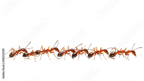 ant isolated on transparent background