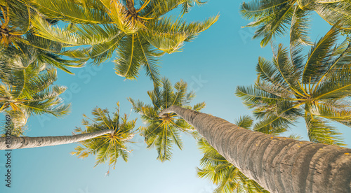 Tropical palm trees background. Coconut palms and peaceful inspire blue sky. Exotic summer nature pattern panorama, green leaves, natural landscape. Summer travel tropical island, panoramic vacation