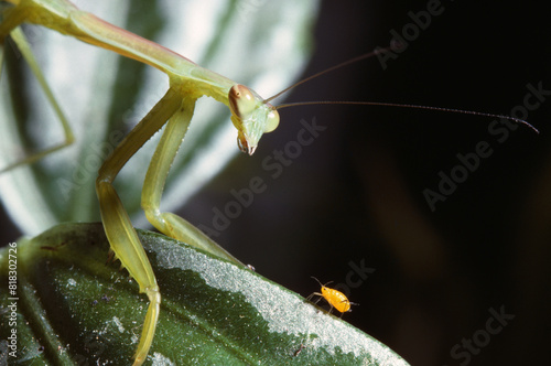 Praying Mantis And Aphid