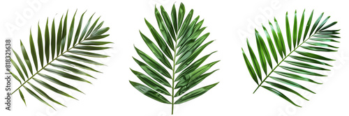 Set of Tropical green palm leaf isolated on a transparent background