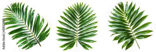 Set of Tropical green palm leaf isolated on a transparent background