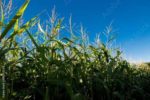 Muskoka, Ontario, Canada; Corn Field