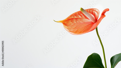 Close-up of a vibrant red anthurium flower with green leaves against a white background, showcasing its elegant shape and delicate details.