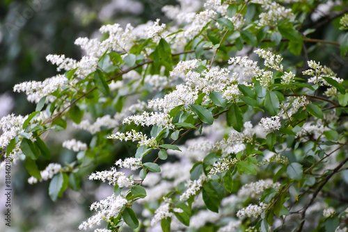 April Flowers in Birmingham, Alabama - Chinese Privet, an aggressive, invasive species in Alabama