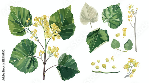 Beautiful detailed botanical drawings of linden green