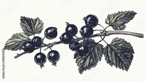 Black currant branch with berries cluster and leaf. B