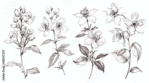 Bundle of elegant detailed natural drawings of jasmin