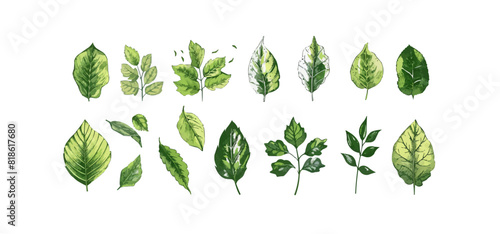 Set of leaves. Hand drawn decorative elements. Vector illustration ar