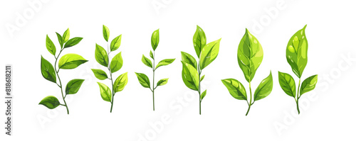 Fresh green leaves collection. Popular culinary herbs leaf set for cooking. Green Lettuce salad leaves, Basil, Parsley, Dill, Arugula and Chives. Vector illustration isolated on white background.
