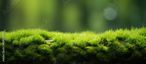 Macro photograph of green moss with copy space image