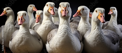Domestic geese which are bred from wild greylag geese are kept by humans for their meat eggs and down feathers. with copy space image. Place for adding text or design