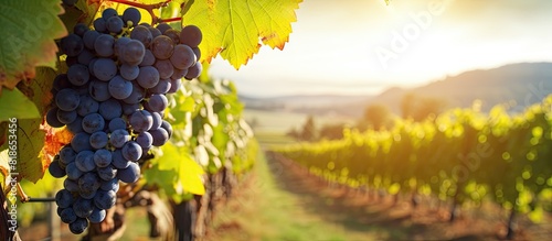 Autumn harvest scene of black ripe grapes on vine with vineyard in the background A nature inspired image with copy space for text