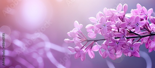 A condolence card with a copy space image featuring the exquisite blossom of a Syringa purple flower