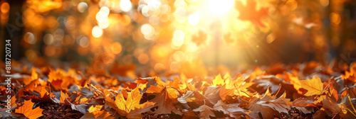 Sunlit Autumn Leaves Creating a Warm Golden Canopy