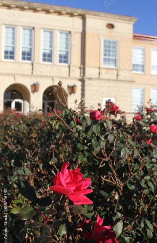 Rose in Bloom On Site of New London School Disaster of 1937 in New London TX