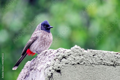 Bulbul in Keoladeo National Park, Bharatpur, Rajasthan, India.