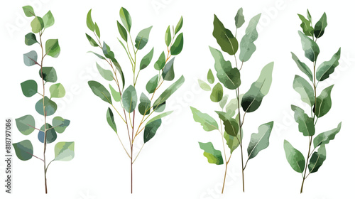 Eucalyptus gunnii branches realistic vector illustration