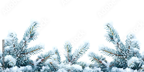 christmas tree branches with snow