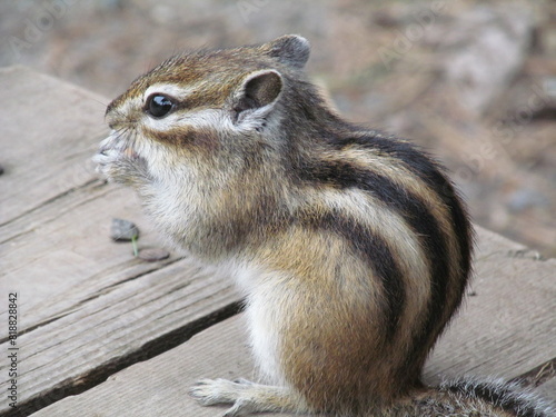 Striped asian siberian chipmunk macro (Latin Tamias sibiricus) rodent of squirrel family eating meal in nature forest. Eastern cute pretty chipmunk close up portrait. Little funny furry rodent animal