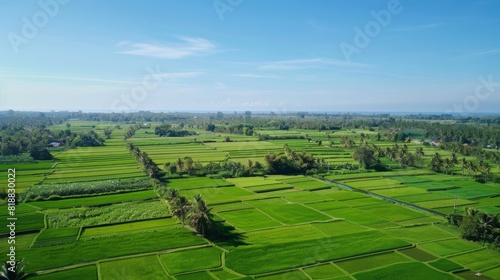 Aerial view of lush green paddy fields stretching to the horizon under a clear blue sky