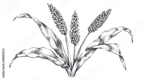 Sorghum outlined plant. Vintage botany sketch drawing