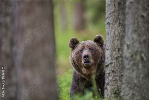 Brown bear - close encounter with a wild brown bear eating in the forest and mountains of the Notranjska region in Slovenia