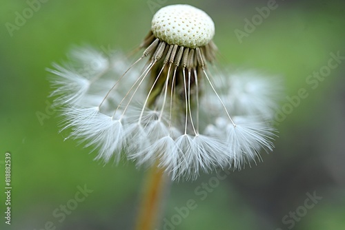 Dandelion seeds attached to the center close-up on a green background