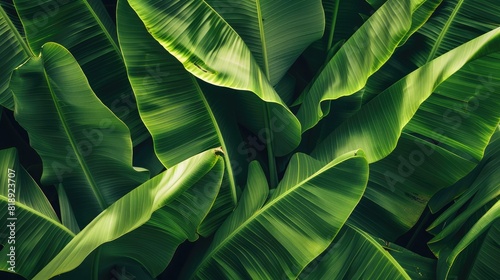 Overlapping banana leaves creating a dense, textured background, with rich green tones and natural light highlighting the veins.