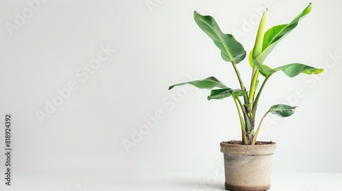young banana plant in a pot, placed on a white background, emphasizing its fresh and healthy growth.