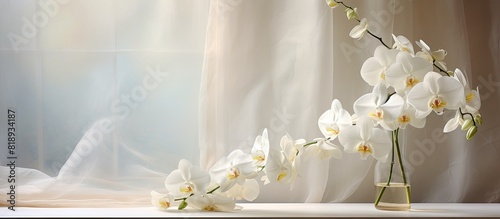 A stunning white Orchid with large flowers sits on the windowsill creating a lovely contrast against the delicate tulle curtains Copy space image