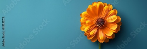A single orange flower contrasts against a vibrant blue backdrop