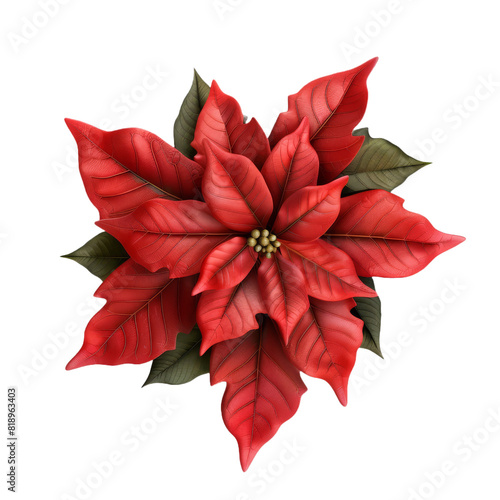 Isolated red poinsettia flower on white background, perfect for Christmas decoration and holiday celebrations